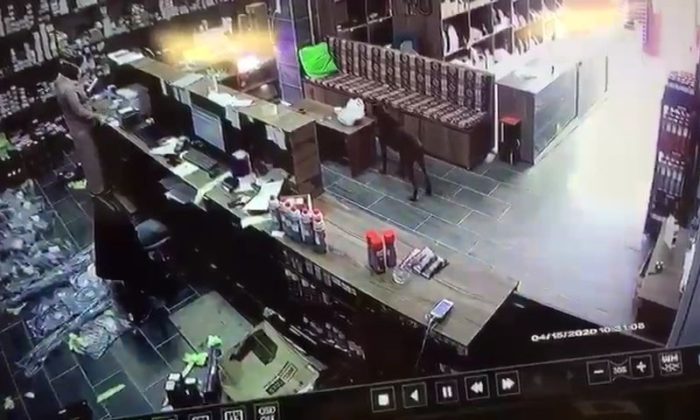 Dükkana giren köpek masadaki poşette bulunan poğaçaları böyle çaldı