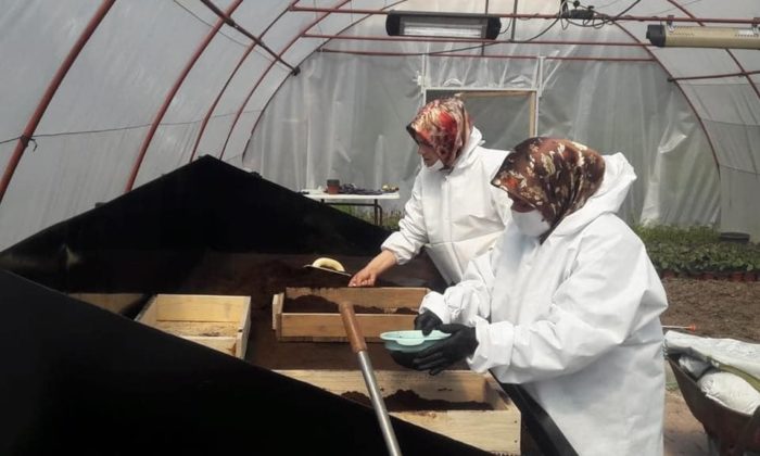 Safranbolu Belediyesi ilk çiçek tohumlamasını yaptı