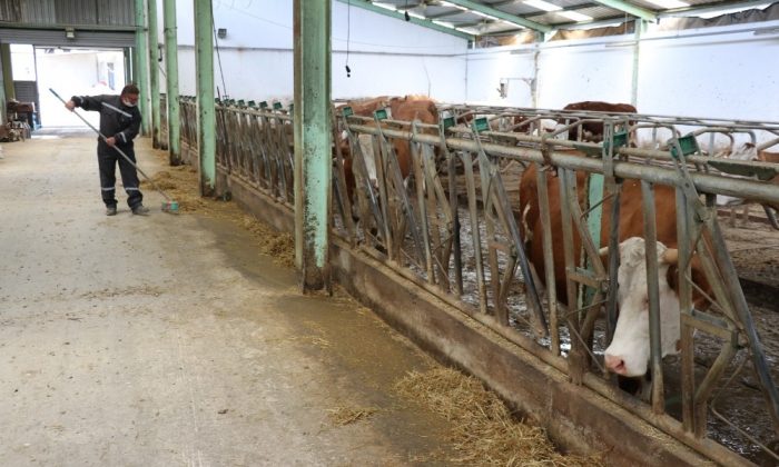 Besi ve süt üreticisi korona virüse rağmen talepleri karşılamakta zorlanıyor
