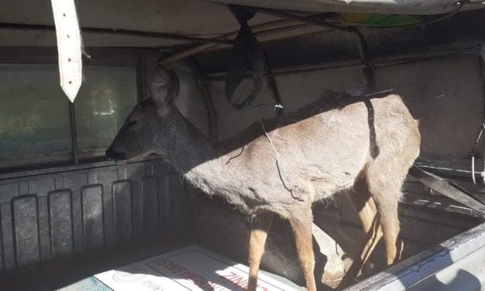 Kaçak avcıların yaraladığı karaca kurtarılamadı