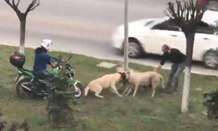 Kavga eden köpekleri ayırmak için seferber oldular