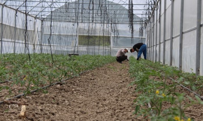 Yerli “Maniye” domatesinin ekim dönemi başladı
