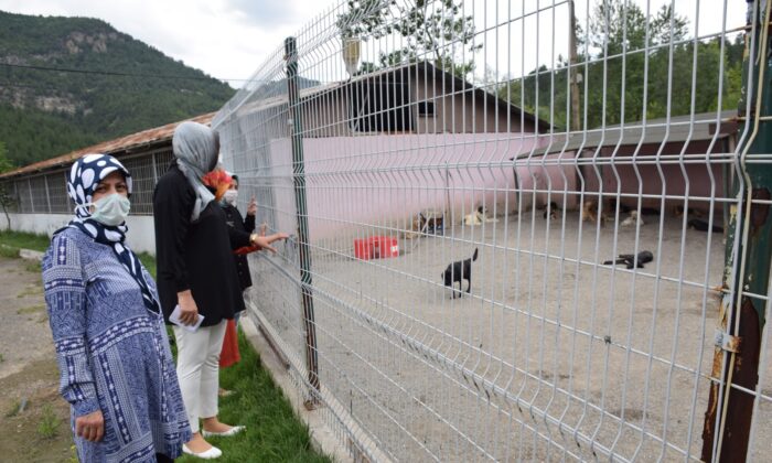 AK Partili kadınlardan ‘Bir Kap Su, Bir Kap Mama’ kampanyası