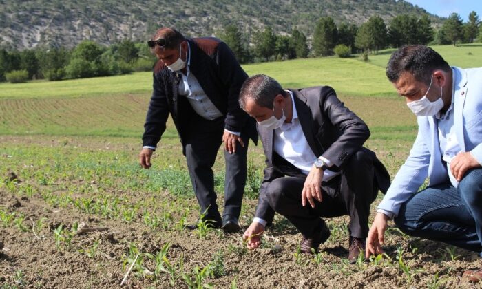 Ayvalık, Ovacık’taki tarlalarda incelemelerde bulundu