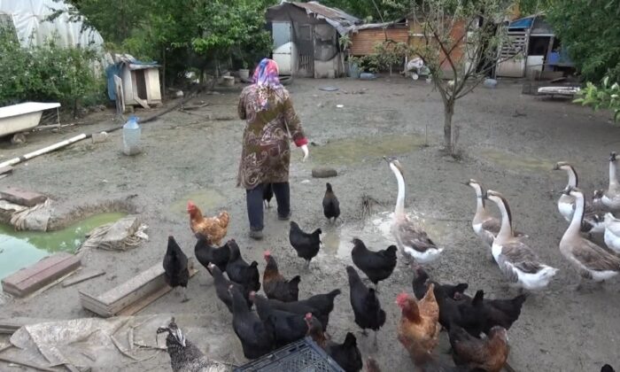 Kümesteki yumurtaları yiyen kargaya güldüren tembih