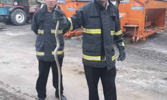 Yakaladıkları yılanı doğaya saldılar