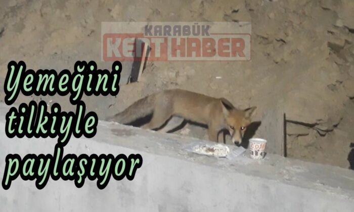 Yemeğini tilkiyle paylaşıyor