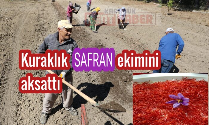 Kuraklık SAFRAN ekimini aksattı