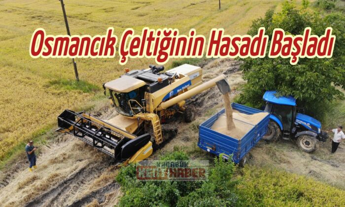 Tarladan mutfağa uzanan pirinçte hasat başladı
