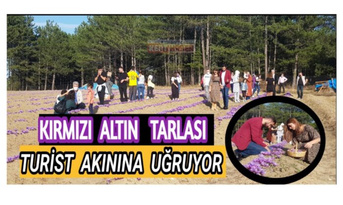 Safran tarlası turist akınına uğruyor