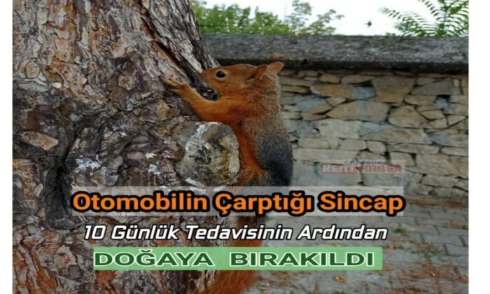 Otomobilin çarptığı sincap tedavi edilerek yeniden doğaya salındı