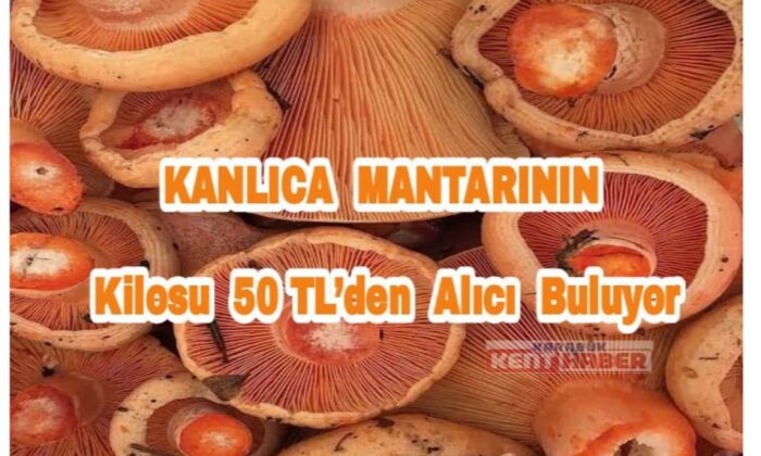 Kanlıca Mantarı 50 TL’den alıcı buluyor
