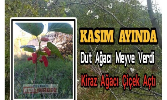 Kasım ayında dut ağacı meyve verdi, kiraz ağacı çiçek açtı