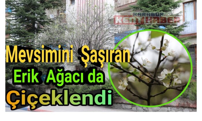 Mevsimler şaştı, erik ağaçları çiçek açtı