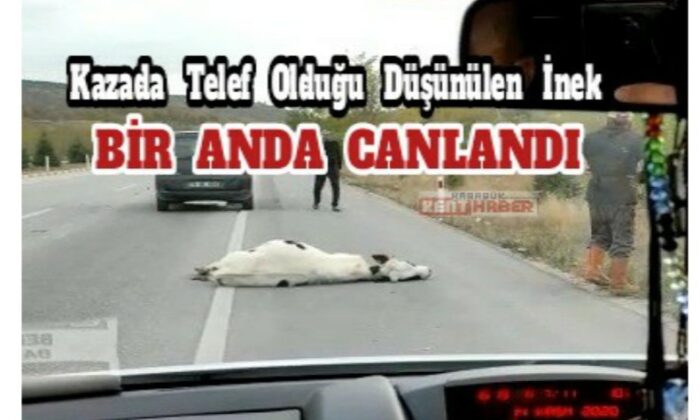 Kazada telef olduğu düşünülen inek bir anda canlandı