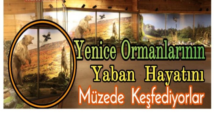 Yenice ormanlarının yaban hayatını müzede keşfediyorlar