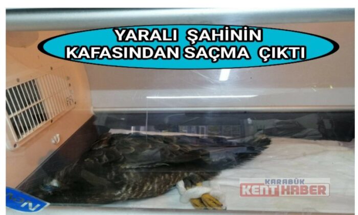 Yaralı şahinin kafasından saçma çıktı