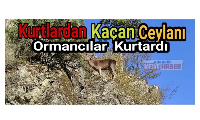 Kurtlardan kaçan ceylanı ormancılar kurtardı