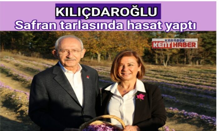 CHP Genel Başkanı Kılıçdaroğlu Safran tarlasında hasat yaptı
