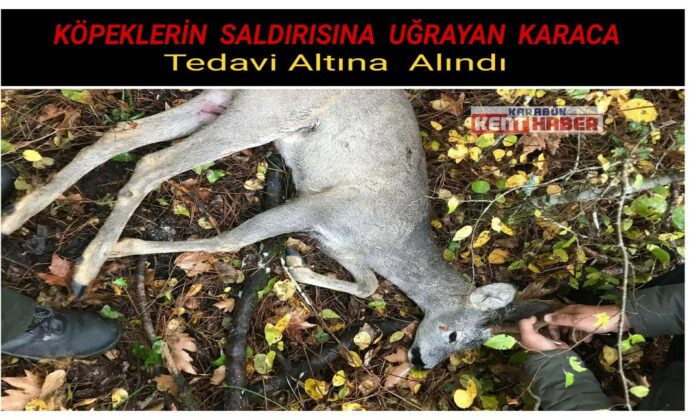 Köpeklerin saldırısına uğrayan karaca tedavi altına alındı