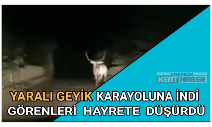 Karayoluna inen geyik görenleri hayrete düşürdü