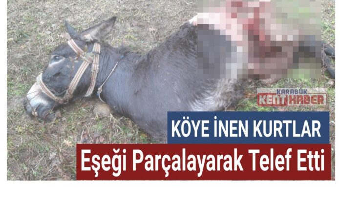 Aç kurtlar eşeği parçalayarak telef etti