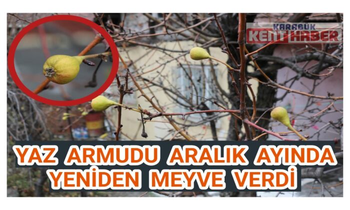 Yaz armudu aralık ayında yeniden meyve verdi
