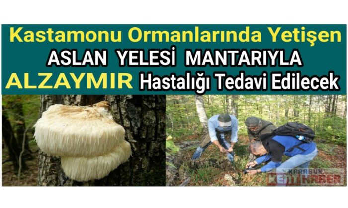 Kastamonu ormanlarında yetişen aslan yelesi mantarıyla alzaymır hastalığı tedavi edilecek