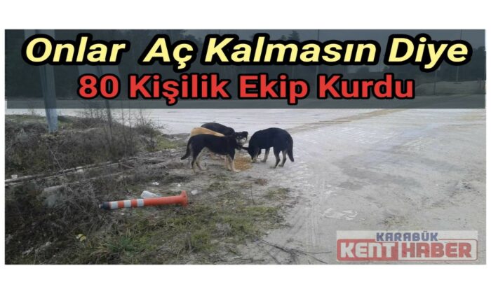 Sokak hayvanlarının aç kalmaması için 80 kişilik ekip kurdu