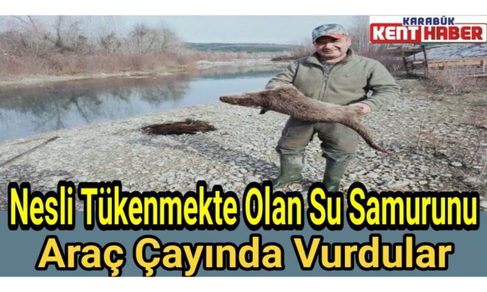 Nesli tükenmekte  olan su samurunu tüfekle vurdular