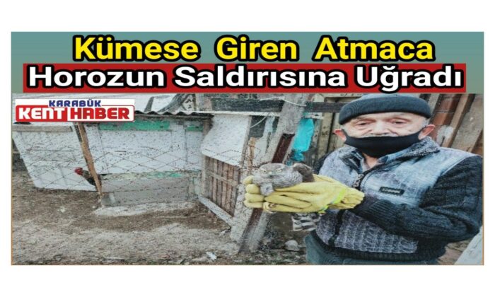 Kümese giren atmaca,horozun saldırısına uğradı