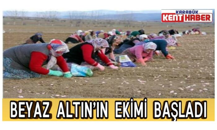 Taşköprü sarımsağı bu yıl toprakla erken buluştu