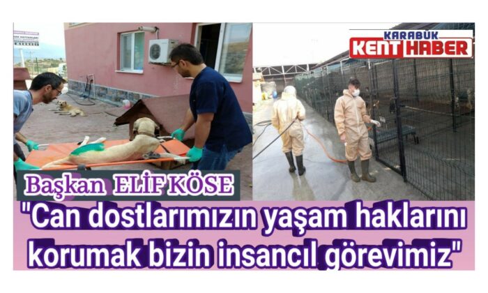 Safranbolu Belediyesi Sokak Hayvanlarının Yaşam Haklarını Koruyor