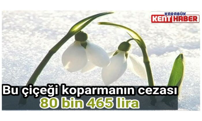 Bu çiçeği koparmanın cezası 80 bin 465 lira