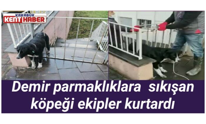 Demir parmaklıklara  sıkışan köpeği ekipler kurtardı