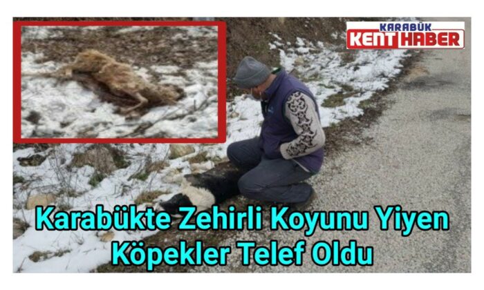 Karabük’te zehirli koyunu yiyen köpekler telef oldu