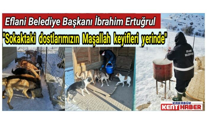 Geçici Hayvan Barınağı kış şartlarında sokak hayvanlarının yuvası oldu