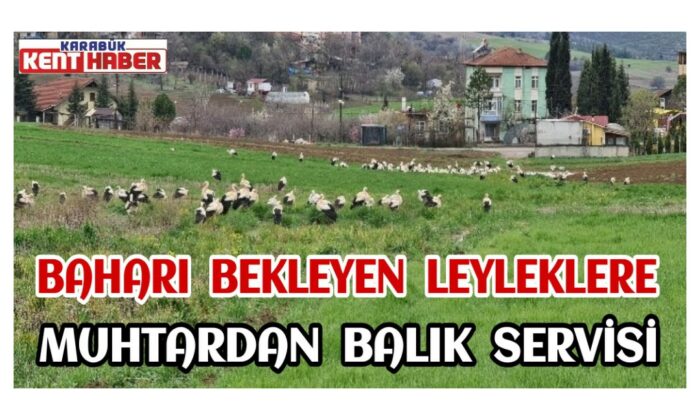 Baharı bekleyen leyleklere, muhtardan balık servisi