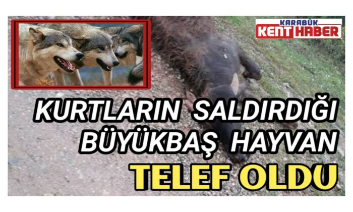 Kurtların saldırdığı büyükbaş hayvan telef oldu