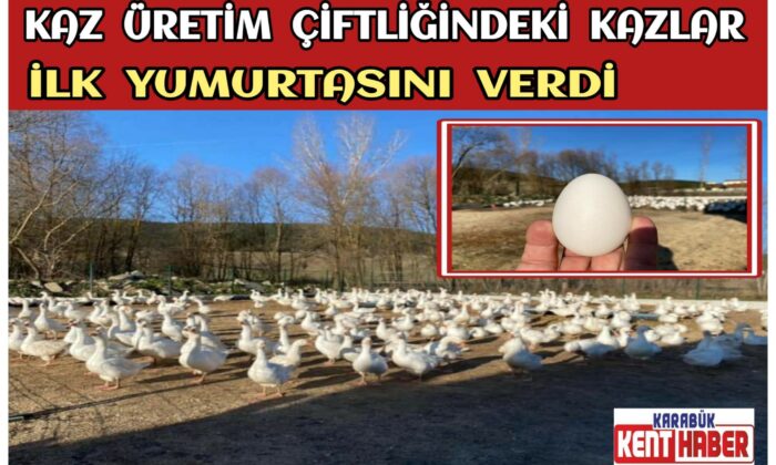 Kaz Üretim Ve Eğitim Çiftliğindeki Kazlar İlk Yumurtasını Verdi
