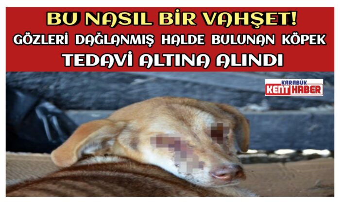 GÖZLERİ DAĞLANMIŞ HALDE BULUNAN KÖPEK, TEDAVİ ALTINA ALINDI