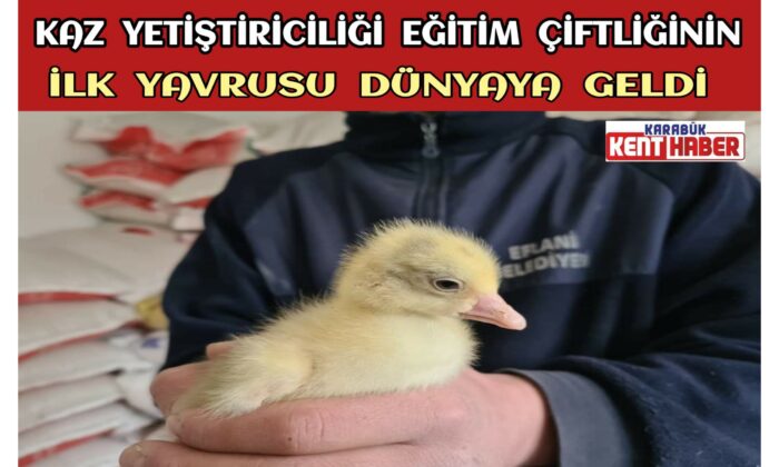 Kaz Yetiştiriciliği Eğitim Çiftliğinin ilk yavrusu dünyaya geldi