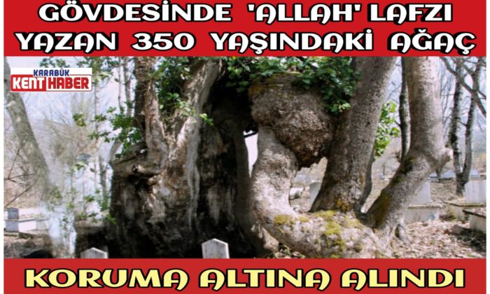 Gövdesinde ‘ALLAH’ Lafzı Yazan Ağaç Koruma Altına Alındı