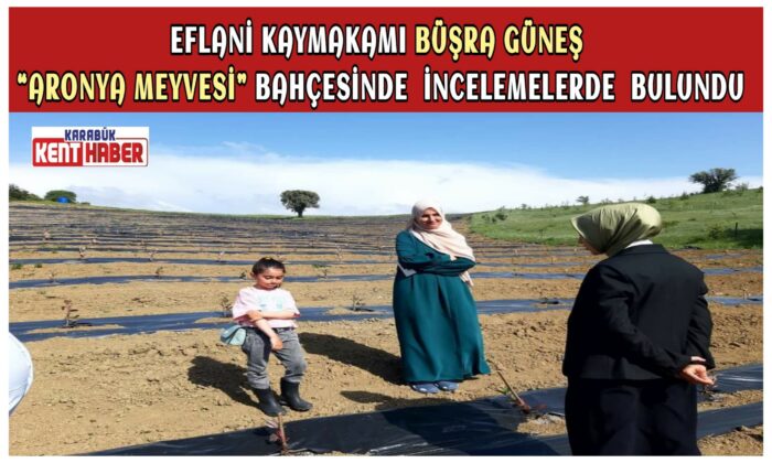 EFLANİ KAYMAKAMI BÜŞRA GÜNEŞ “ARONYA MEYVESİ” BAHÇESİNDE İNCELEMELERDE  BULUNDU