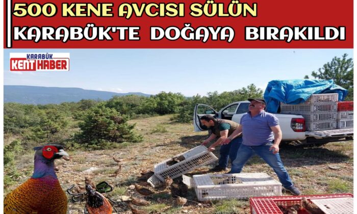 500 KENE AVCISI SÜLÜN KARABÜK’TE DOĞAYA BIRAKILDI