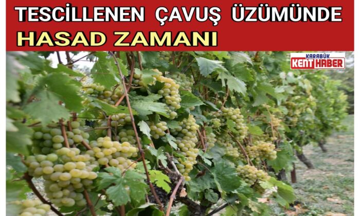 Safranbolu Çavuş Üzümü Hasadı Yapıldı
