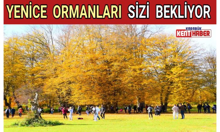 YENİCE ORMANLARI SİZİ BEKLİYOR
