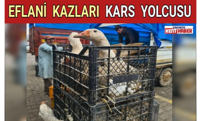 EFLANİ KAZLARI KARS YOLCUSU