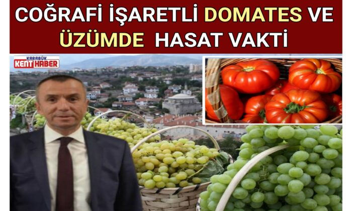 COĞRAFİ İŞARETLİ DOMATES VE ÜZÜMDE  HASAT VAKTİ