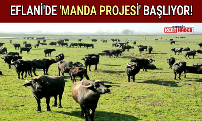 EFLANİ’DE ‘MANDA PROJESİ’ BAŞLIYOR!